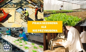 Na zdjęciu cztery obrazki przedstawiające osoby podczas wykonywanej pracy, pośrodku napis praca sezonowa ale nie przymusowa.