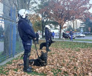 Na zdjeciu policjanci przewodnicy psów warz z psami służbowymi. w tle przechodnie i pojazdy.