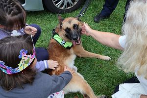 Na zdjęciu policyjny pies którego głaszcze dziewczynka.