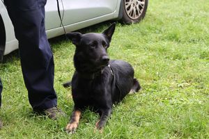 Na zdjęciu policyjny pies .