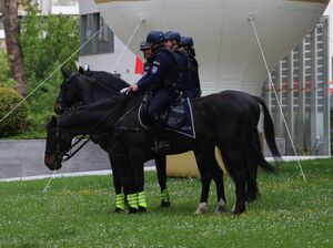 Na zdjęciu umundurowani policjanci na koniach służbowych.