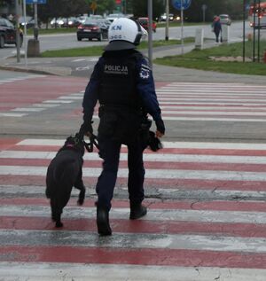 Na zdjęciu umundurowany policjant-przewodnik psa służbowego z psem.
